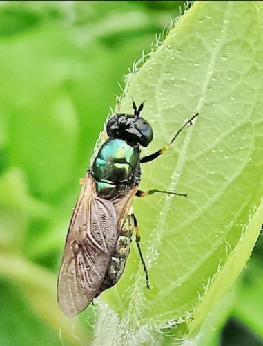 Réf. 328 569 : Chloromyia formosa